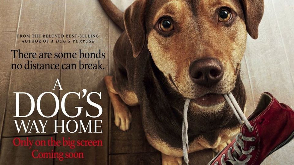 a dog's way home movie review