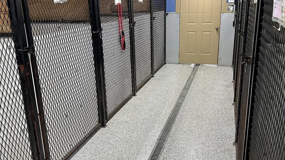 Kennel area with multiple enclosures with metal mesh doors, a central walkway, and a door in the background.