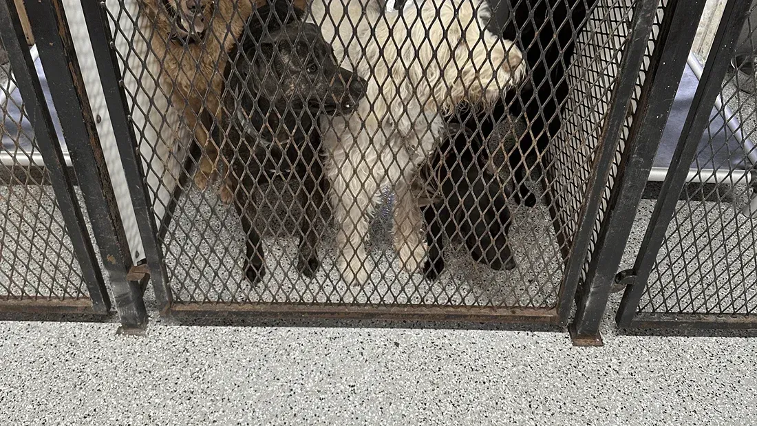 Goats behind a wire fence; two dark-haired goats and one light-haired goat.