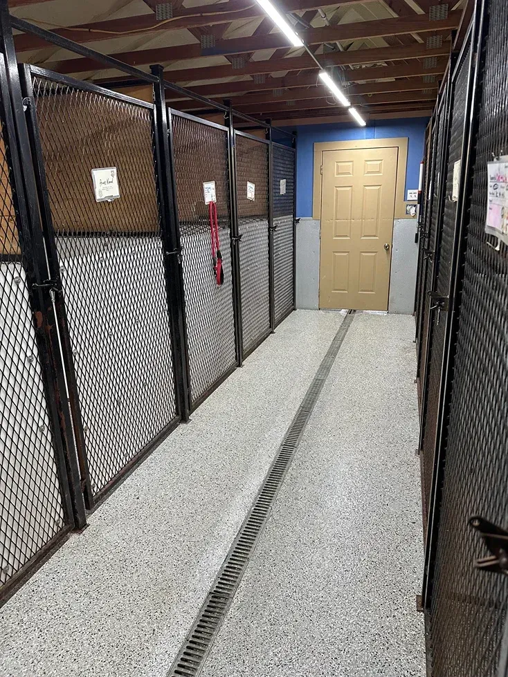 Dog kennel interior with multiple wire-mesh walled enclosures. A narrow walkway with a central drain leads to a door.