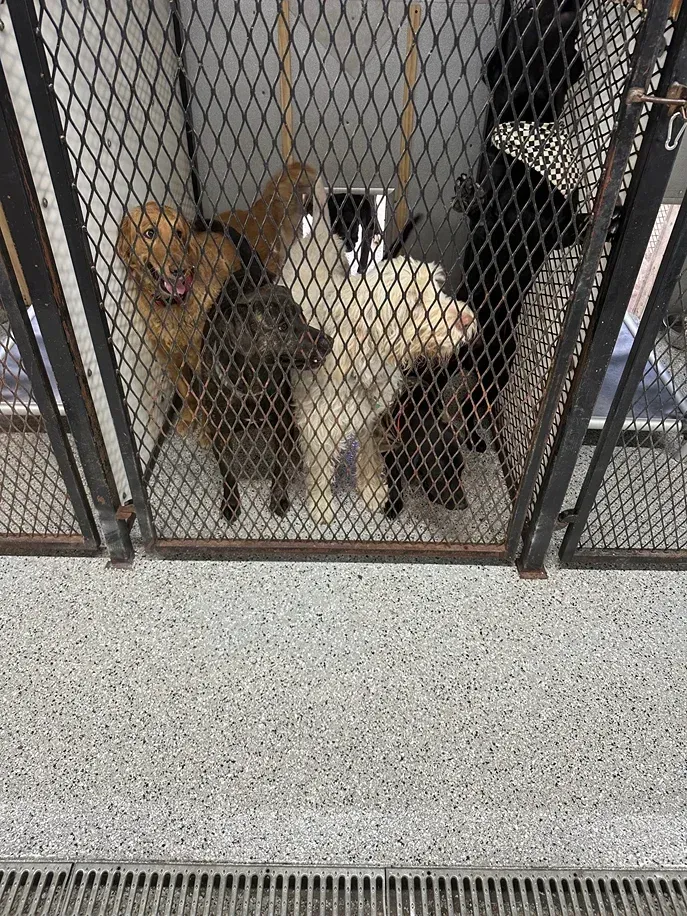 Dogs in a caged area. One golden, others are black/tan and cream colored. They are looking out.