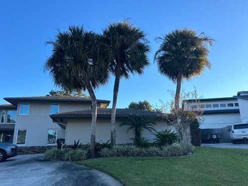 Three palm trees in front of a light-colored house on a sunny day. A car is parked in the driveway.