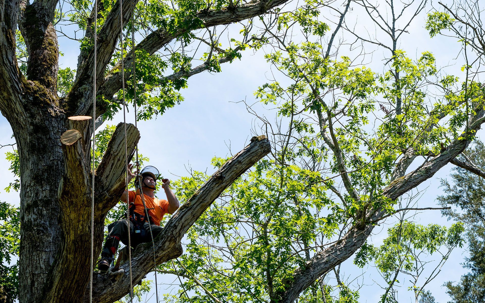 Arborist in an oak tree, cutting branches. Wearing safety gear, with ropes and a sunny sky.