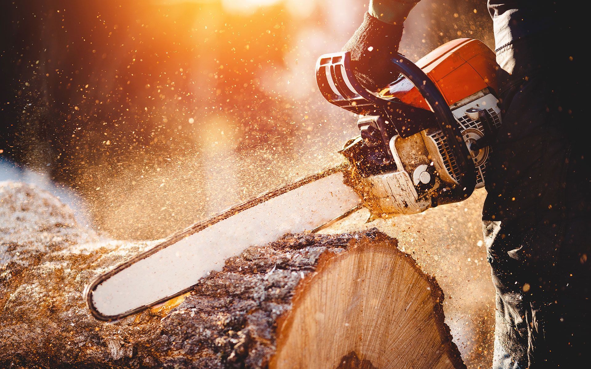 A person using a chainsaw to cut through a log, creating wood chips. The scene is illuminated by sunlight.