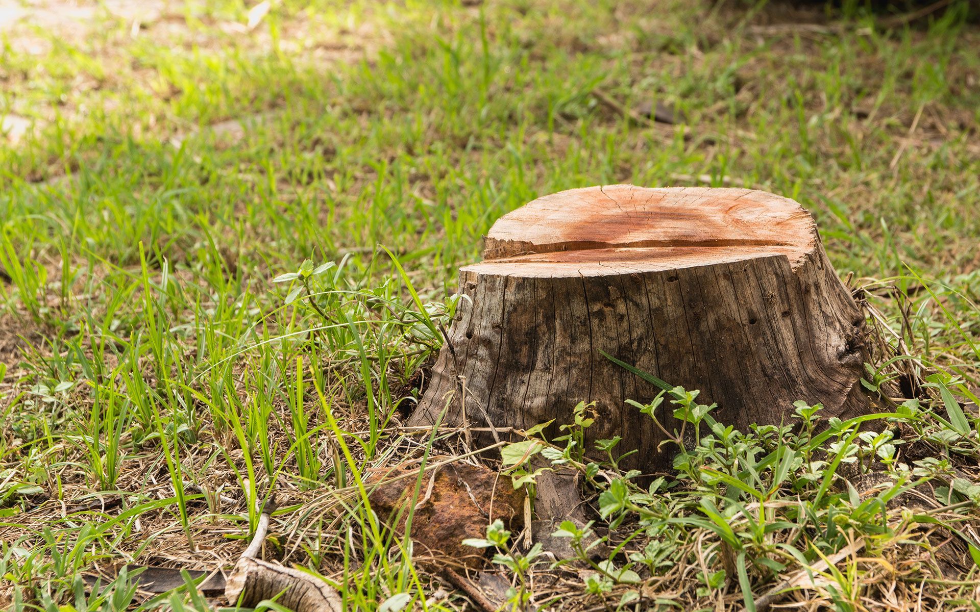 Tree stump in a grassy area, with a brown cut top and textured bark.