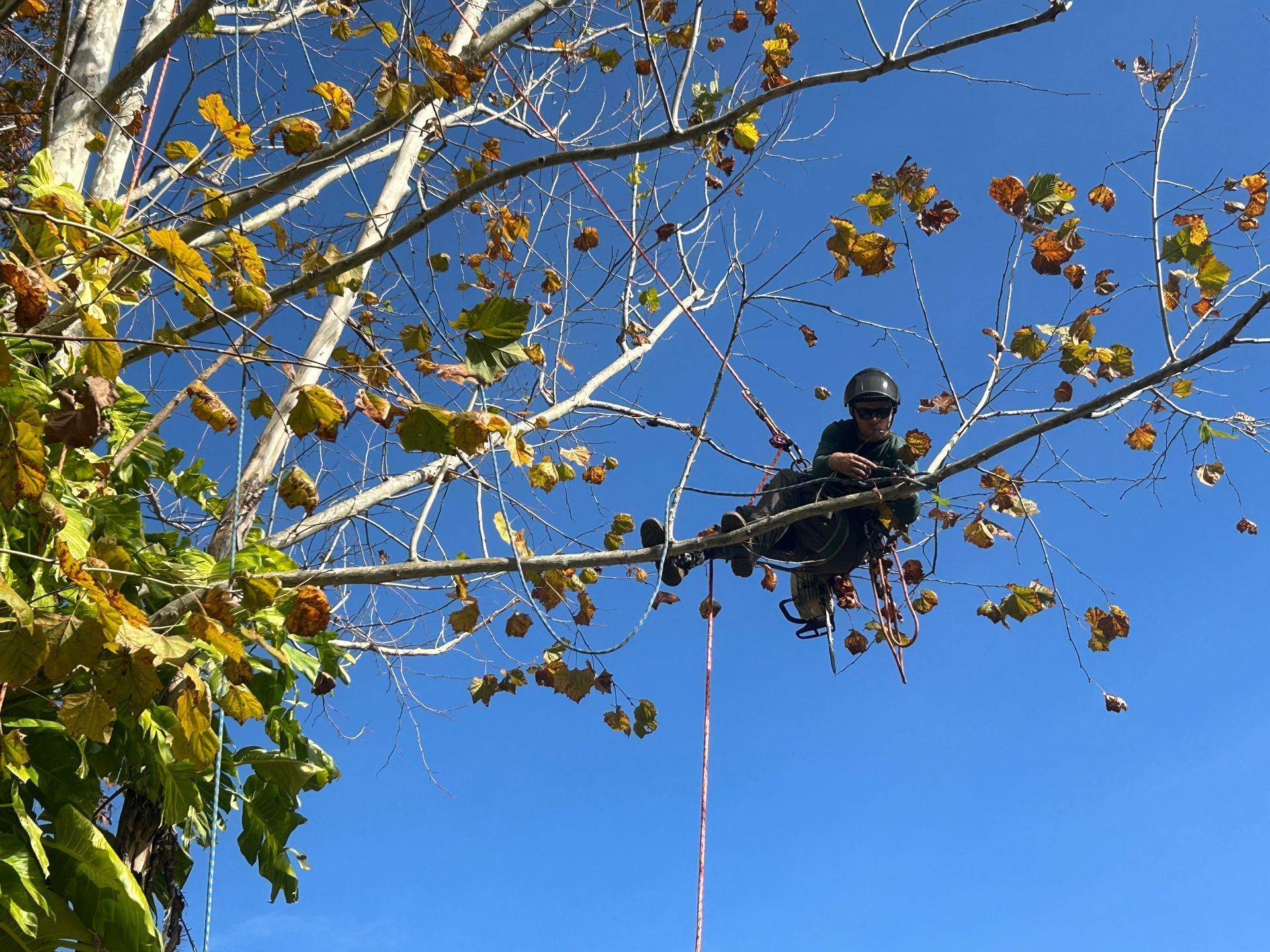 A tree climber in a harness working on branches of a tree against a blue sky. The leaves are turning yellow and brown.