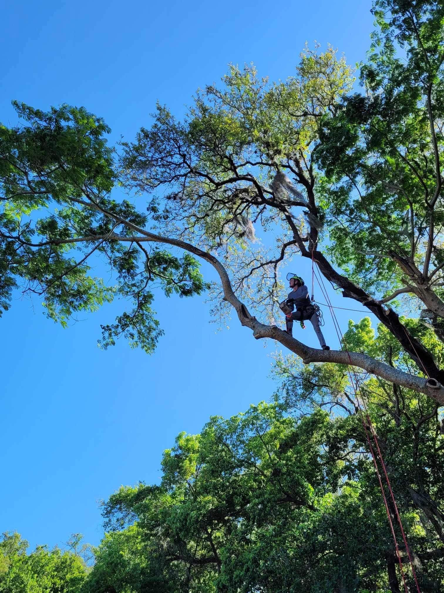 Arborist trimming a tree, sitting on a branch high in the blue sky. They are wearing safety gear.