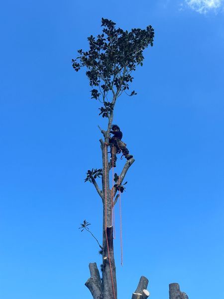 A person wearing a safety harness is high up in a tall tree, cutting branches against a bright blue sky.