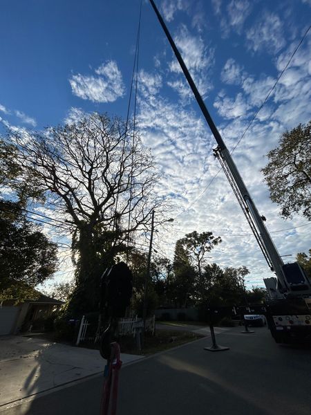 A large crane over a bare tree, likely trimming it. Clear blue sky with cloud formations above.