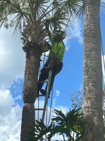 Man in safety gear pruning a palm tree from a ladder against a blue sky with clouds.
