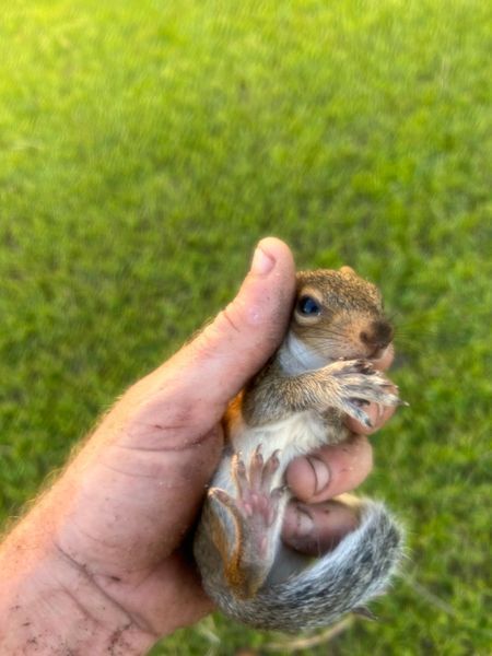 A person's hand gently cradles a small gray squirrel against green grass. The squirrel looks up with a curious expression.