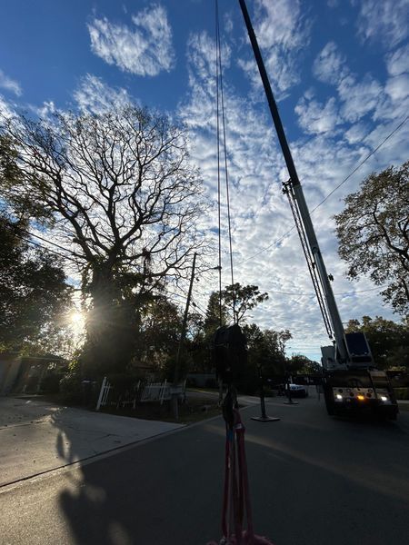 A crane working on power lines next to a tree on a sunny, partly cloudy day. Road in the foreground.