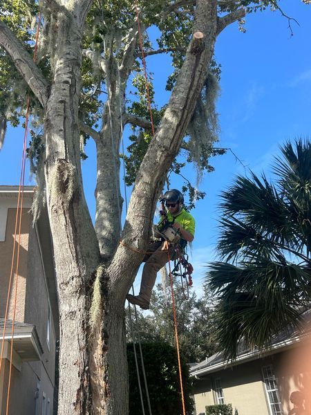 Arborist in a tree, wearing safety gear and using ropes. Sunlight, blue sky, and residential setting.