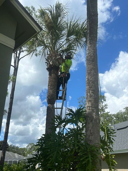 A person in safety gear trims a tall palm tree from a ladder against a partly cloudy sky. The tree is near a building.
