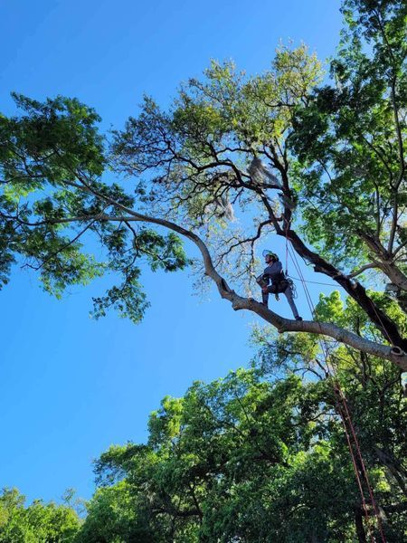A tree climber in a tree, secured by ropes, against a bright blue sky. The tree has green leaves.