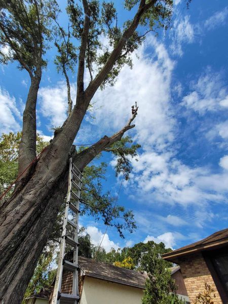 Ladder against a large tree being trimmed under a blue, cloudy sky. A house is in the lower right corner.