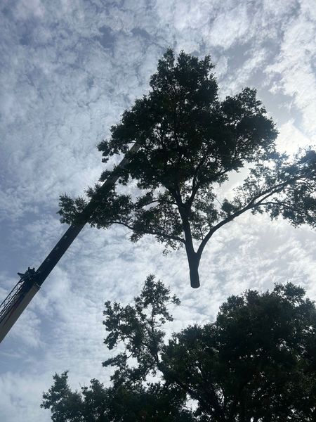 A tree being lifted by a crane against a cloudy sky.