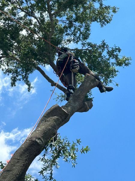 A tree climber in safety gear prunes a tree branch against a bright blue sky.