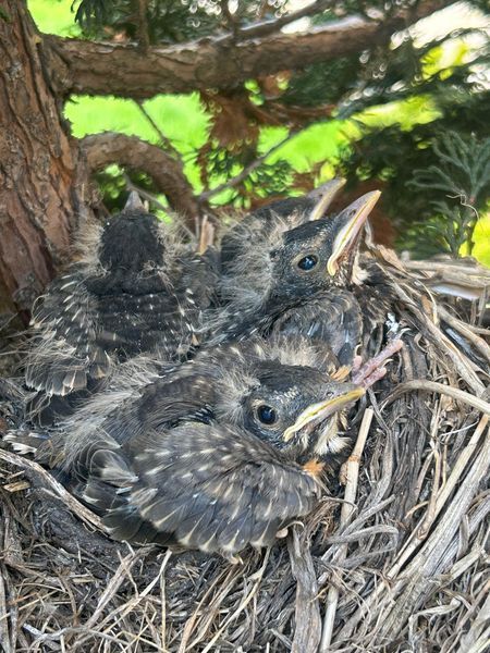 Four speckled baby birds with open beaks sit in a nest made of straw and twigs, under a tree branch.