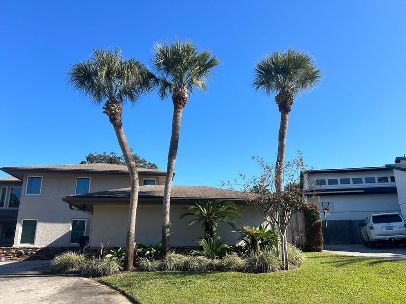Three palm trees in front of a two-story house with a light-colored exterior and a clear blue sky.