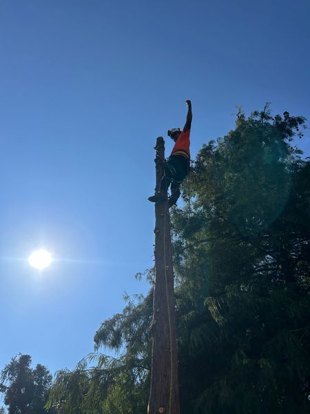 Arborist in safety gear atop a tall, cut tree trunk, arms raised in triumph against a bright blue sky.