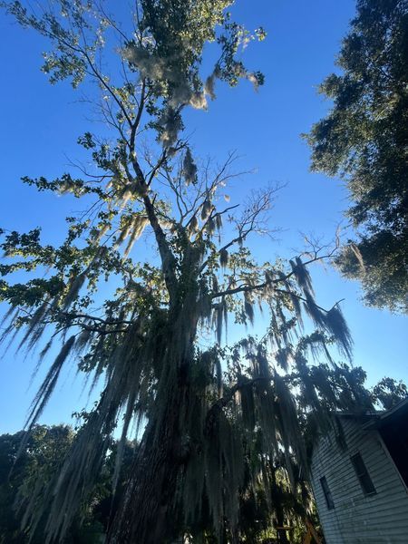 A large tree draped with Spanish moss reaches toward a bright blue sky.