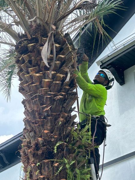 A person in safety gear prunes a palm tree next to a building. They use a saw, wearing a green shirt and helmet.