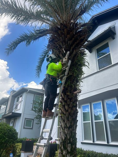 A person in safety gear prunes a tall palm tree from a ladder next to a two-story white house.