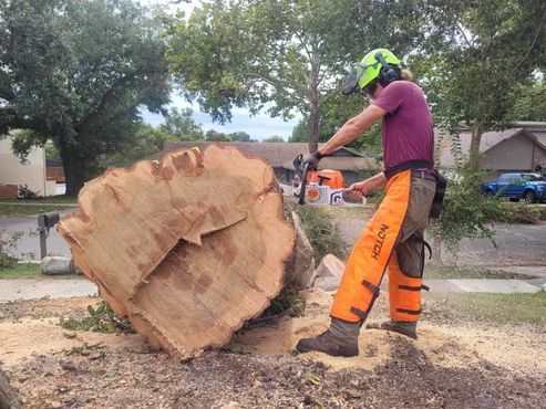 A person wearing safety gear cuts a large tree trunk with a chainsaw outdoors. Orange leg chaps are visible.