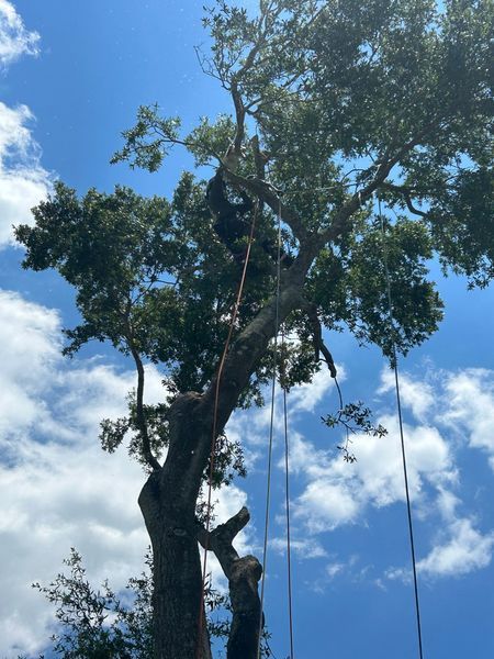 A tree trimmer in a large oak tree against a blue sky with clouds, using ropes to secure limbs.