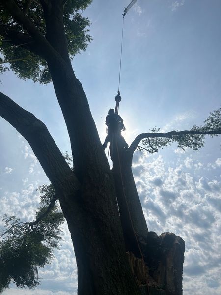 A tree worker high in a tree, silhouetted against the sun and sky, using a rope.
