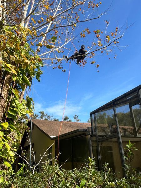 A tree service worker is suspended in a tree, cutting branches near a house. Bright blue sky is in the background.