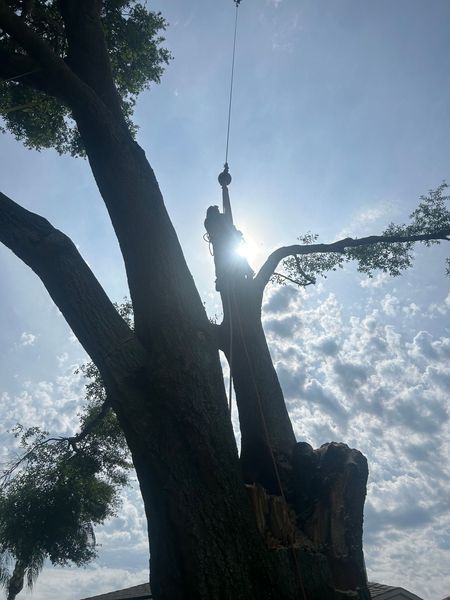 A person using a rope system to remove branches from a tall tree against a bright, sunny sky.