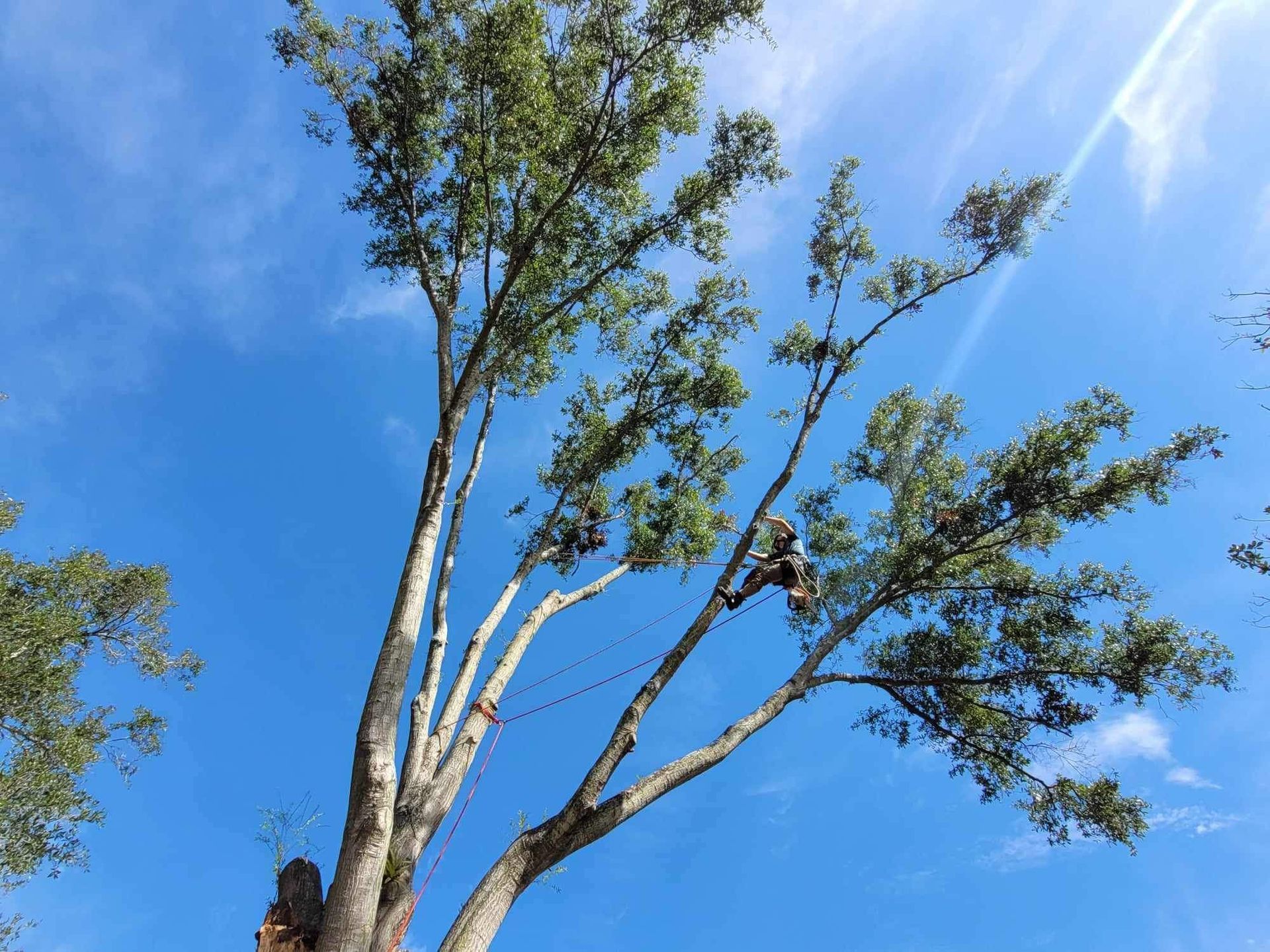 Tree trimmer working high in a tree against a bright blue sky. A portion of the trunk is visible.