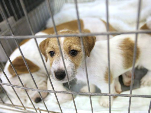 small brown and white dog in kennel