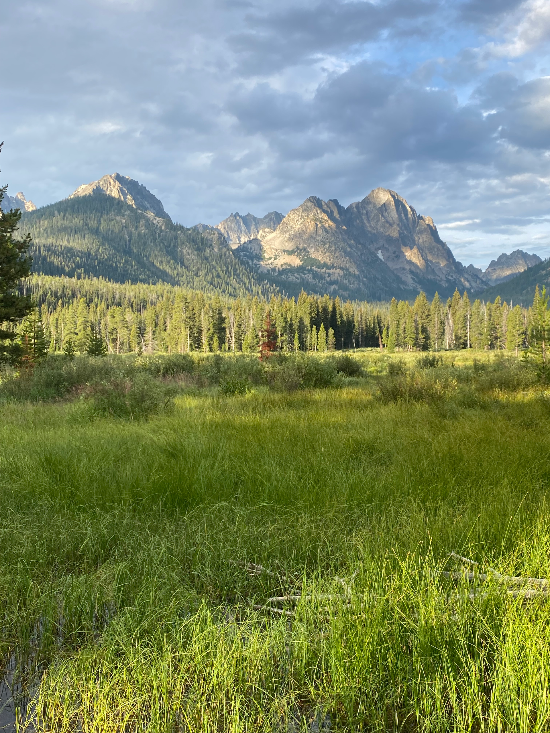 Mountains rise above a field of tall green grass and a treeline, under a cloudy sky.