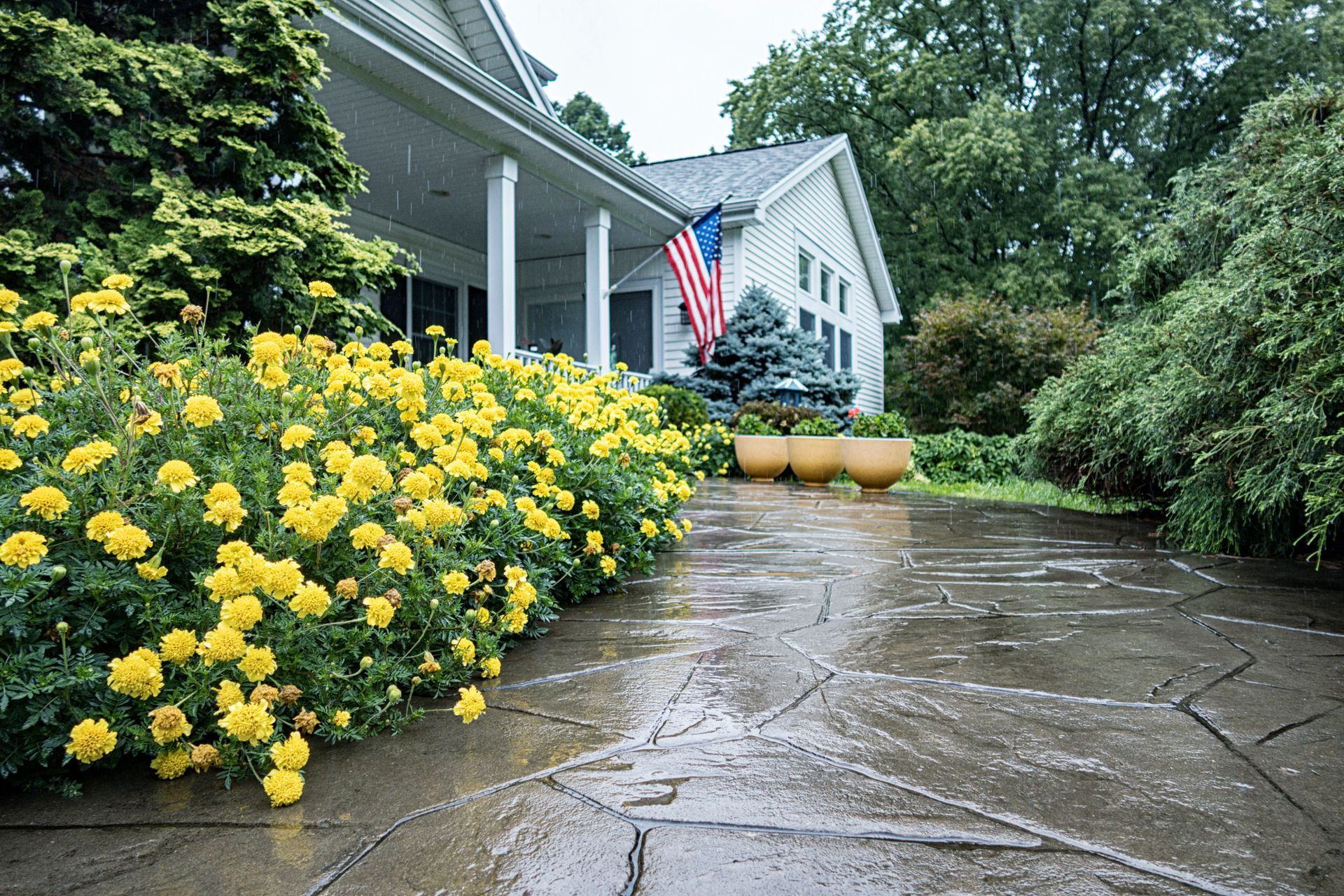 Blooming yellow marigolds line a wet walkway ramp after rain at a well-landscaped suburban home.