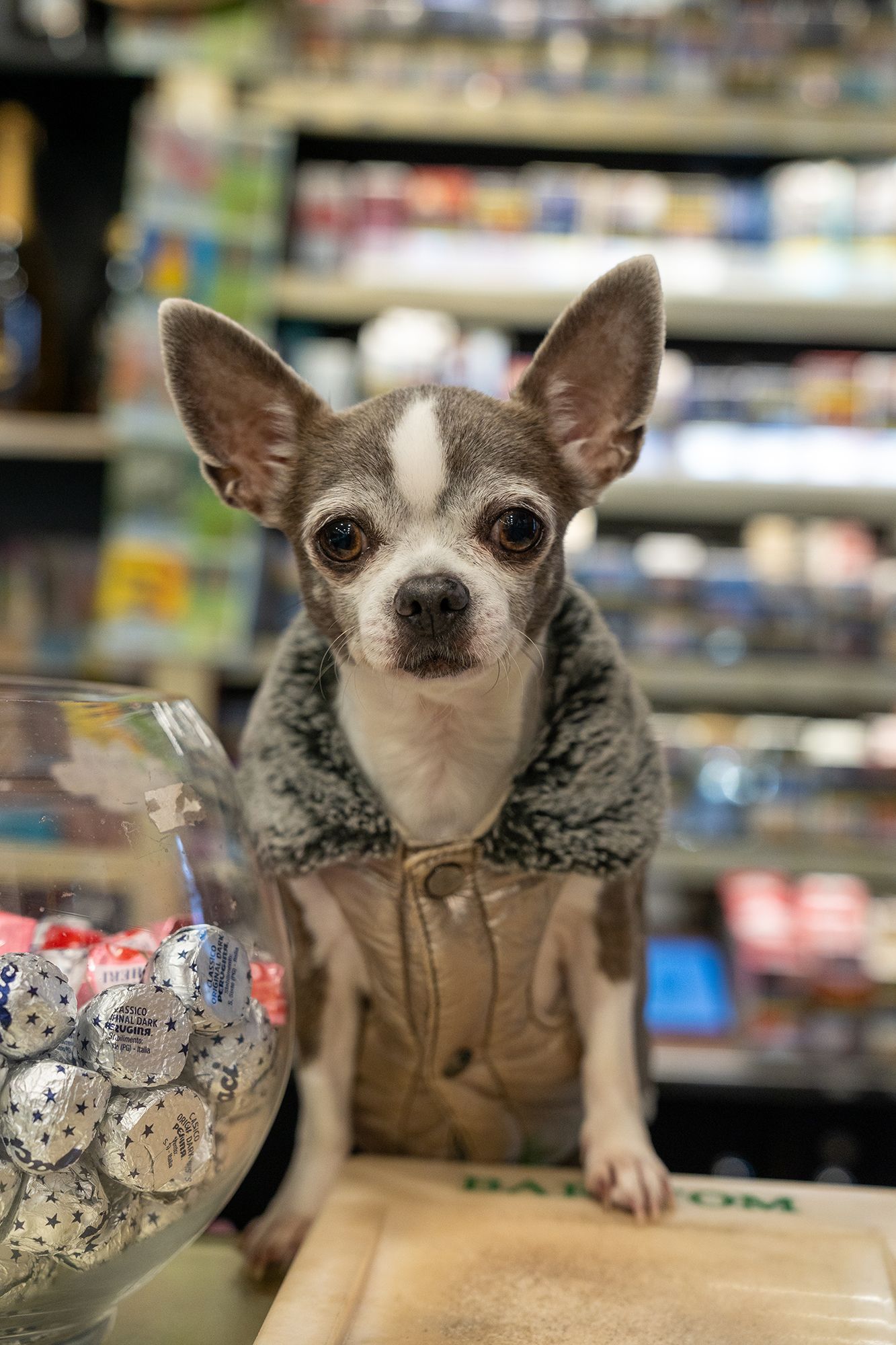 Un piccolo chihuahua con indosso una giacca è in piedi sul bancone di un negozio e guarda la telecamera.