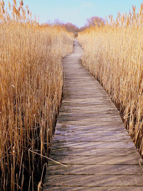 Een man houdt een zwart-witte hond in zijn armen.