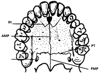 Suture palatine 