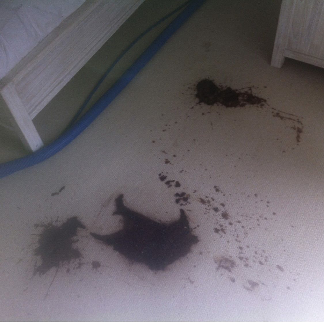 Before Carpet Cleaning — Carpet Cleaning in Anna Bay, NSW
