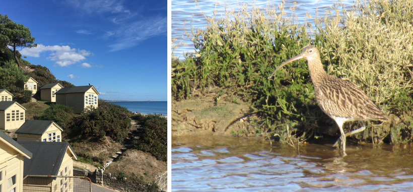 Houses on a hill overlooking the ocean. A bird with a long, curved beak stands in the water near vegetation.