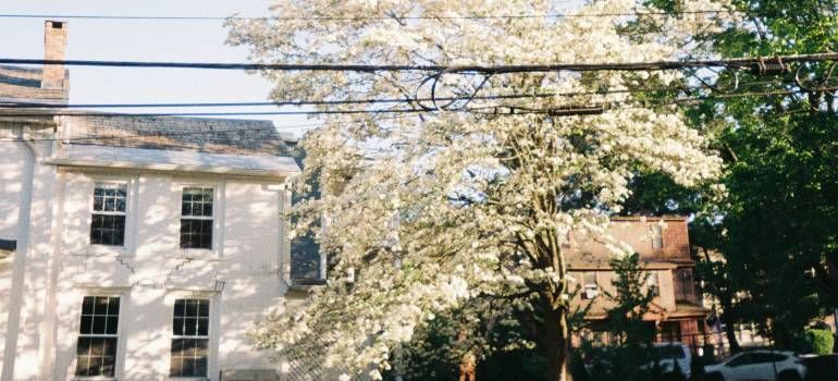 Spring tree beside quiet historic homes