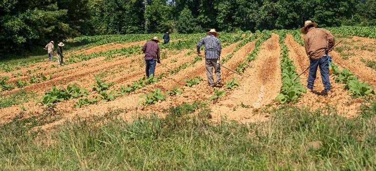 Farm workers working hard