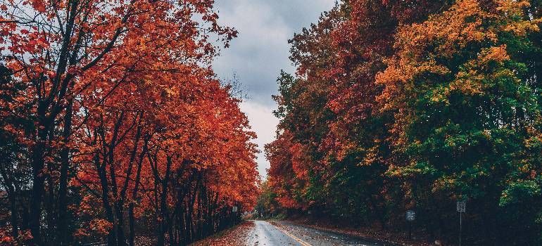 Tree-lined road in autumn with red and orange foliage on both sides