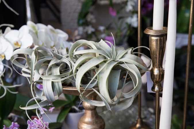 piante per allestimenti