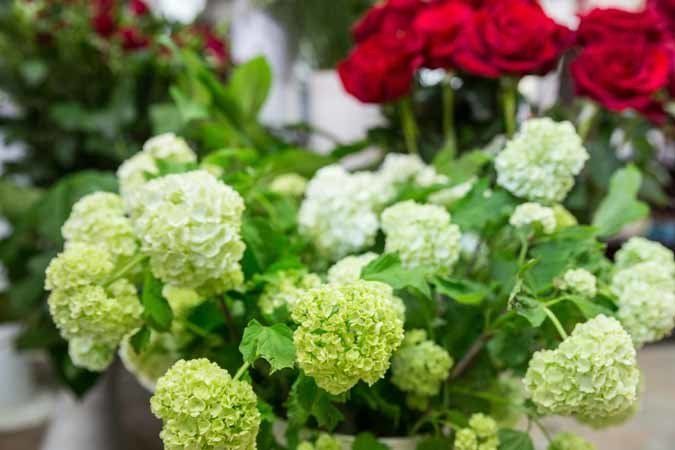 fiori freschi per composizioni e allestimenti