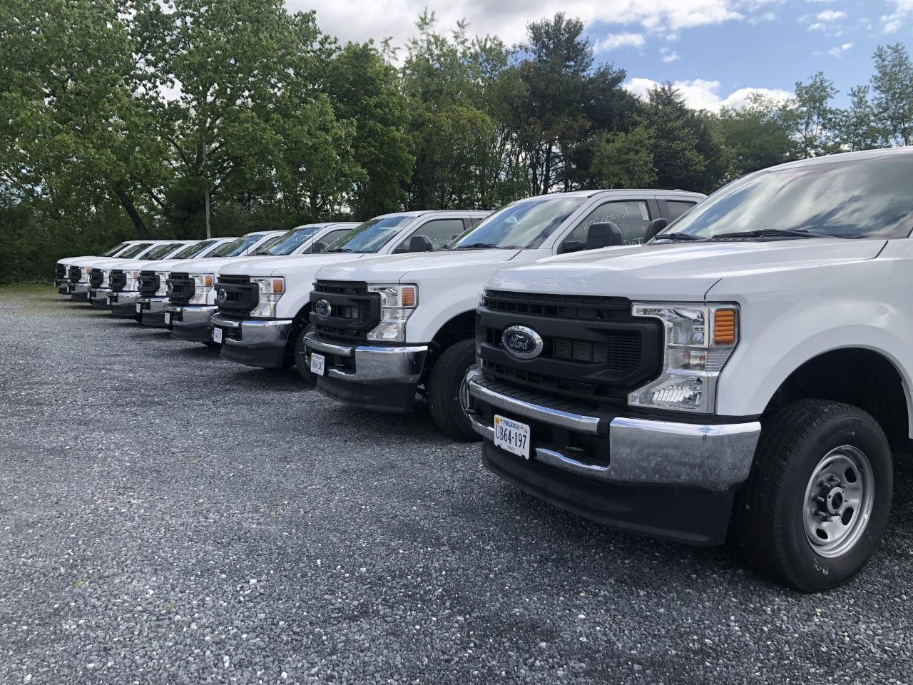 Line of white Ford trucks parked on gravel.