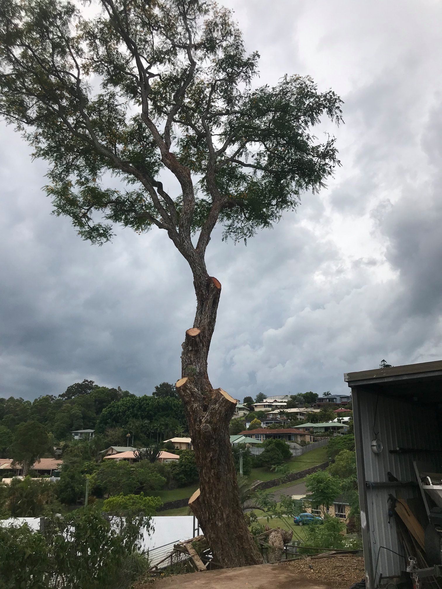 Tree Trimmed — Buderim, QLD — True Blue Tree and Stump Removal