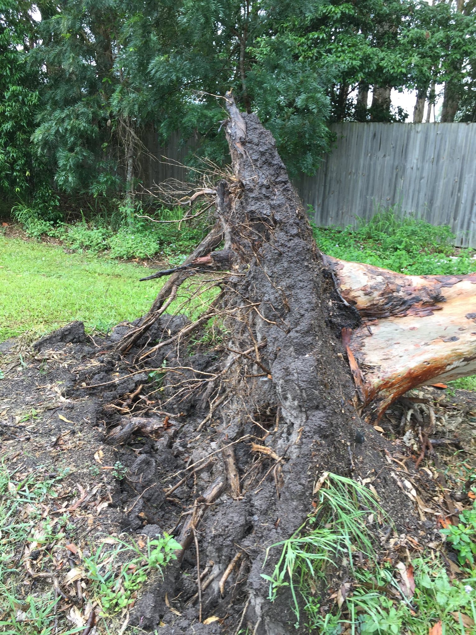 Cut Down Old Tree — Buderim, QLD — True Blue Tree and Stump Removal